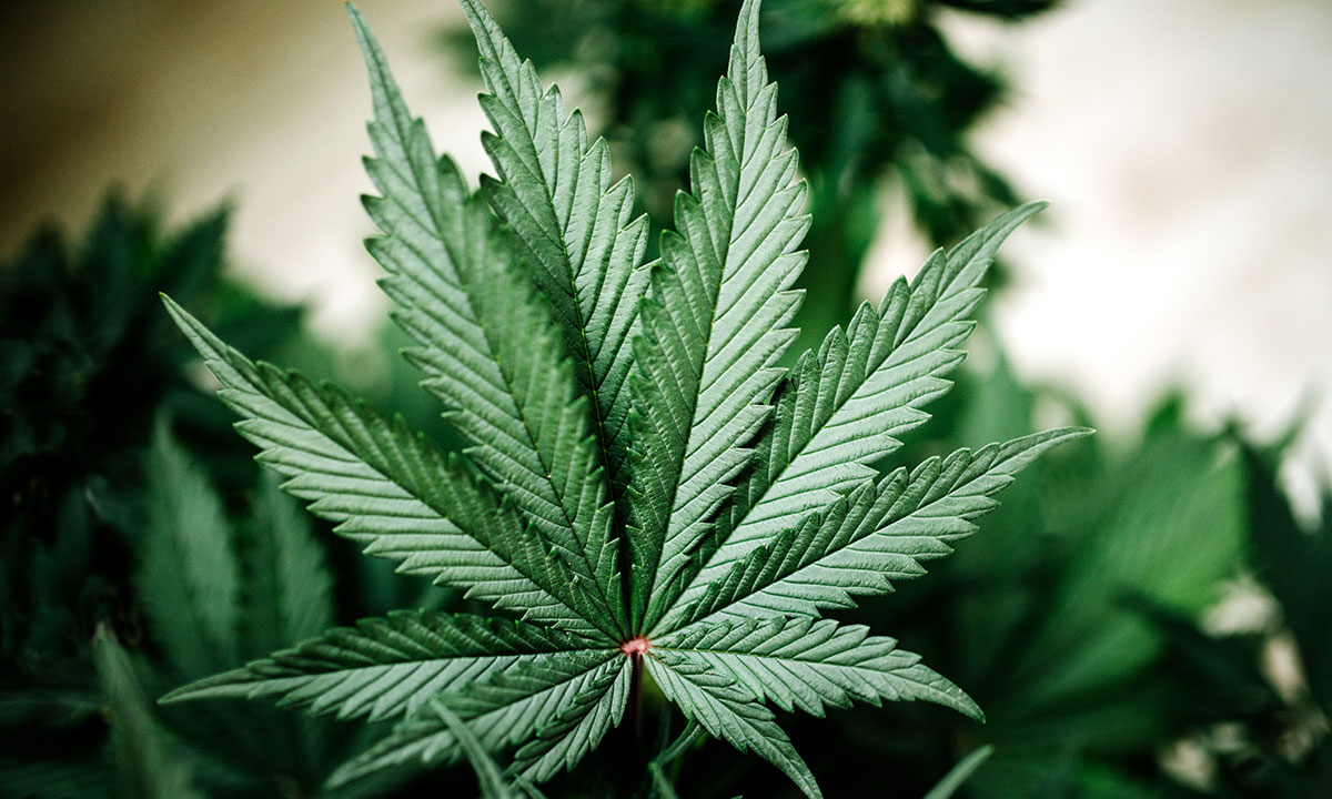 Grow Organic Cannabis