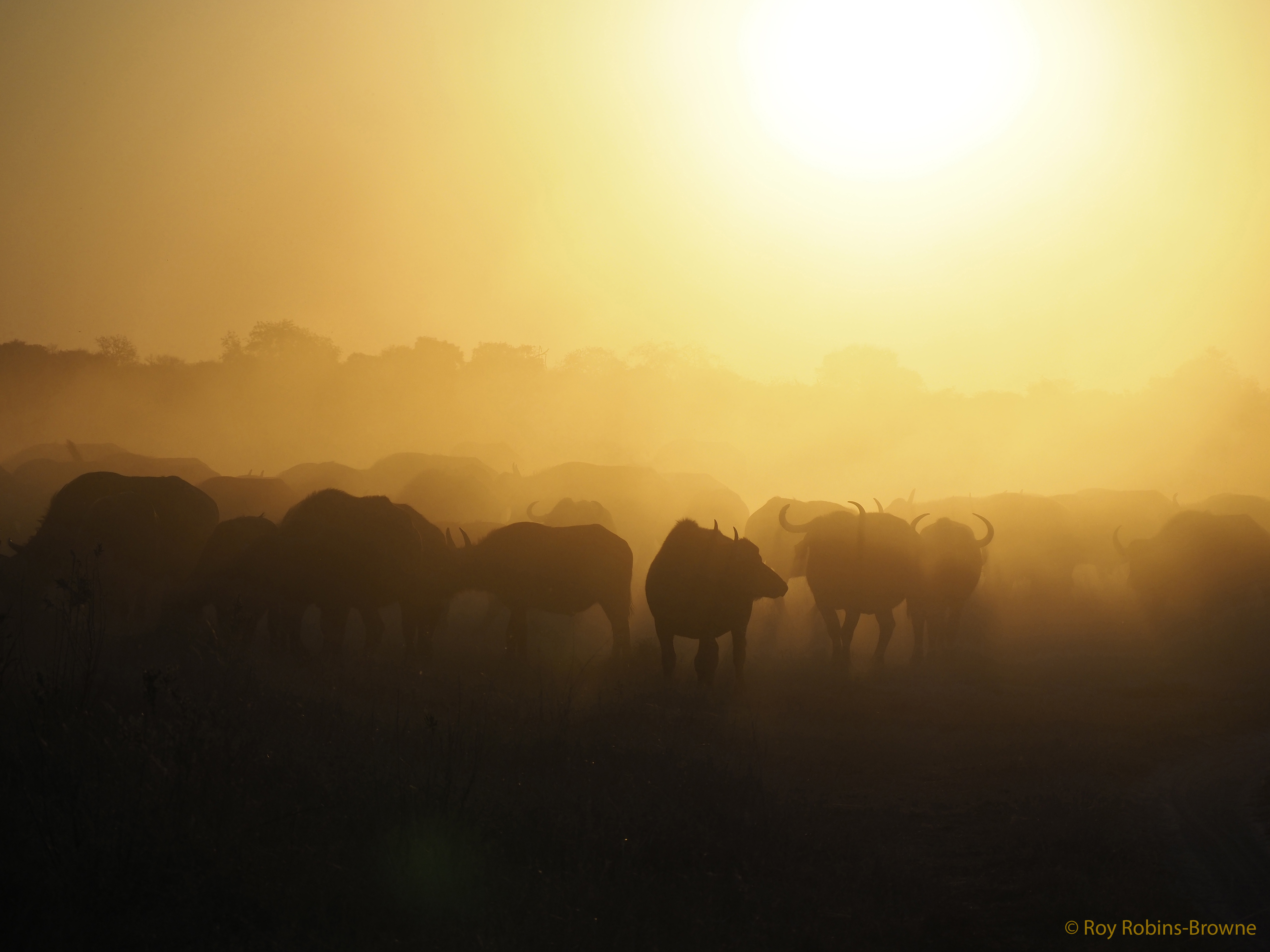 Buffalo at sunset