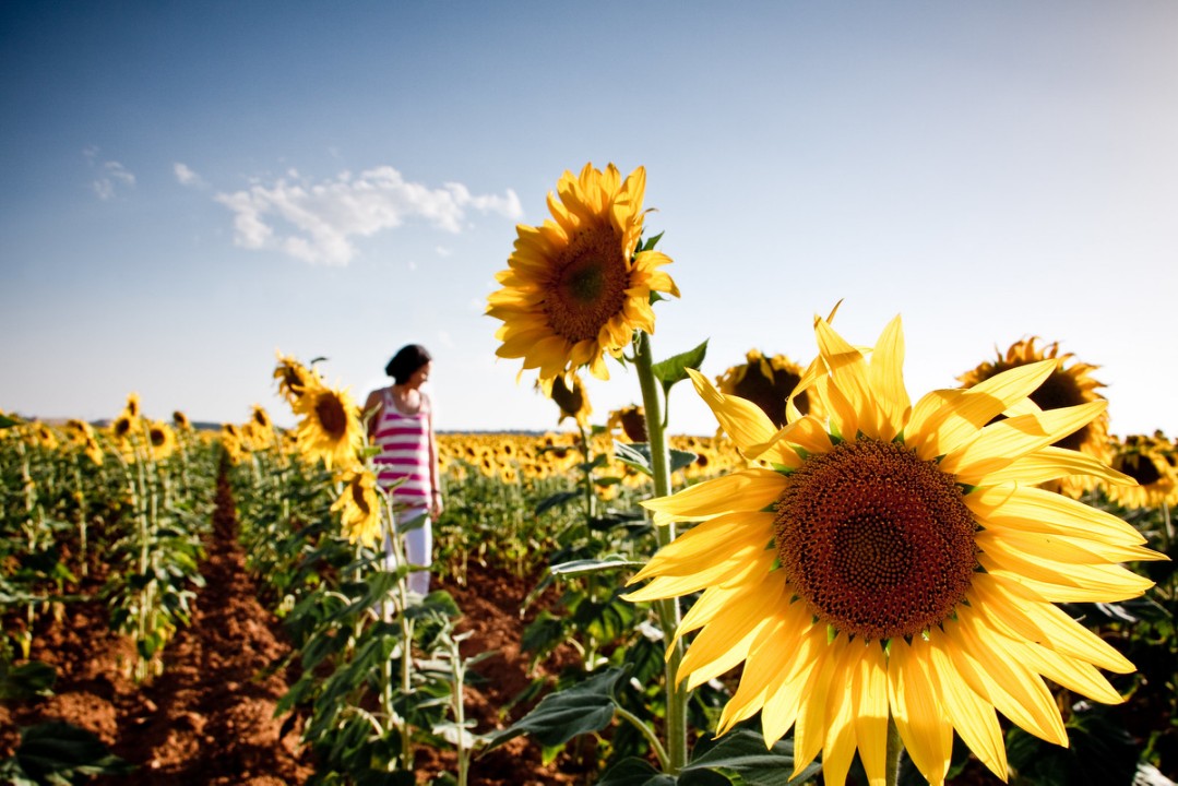 Walking in sunflowers
