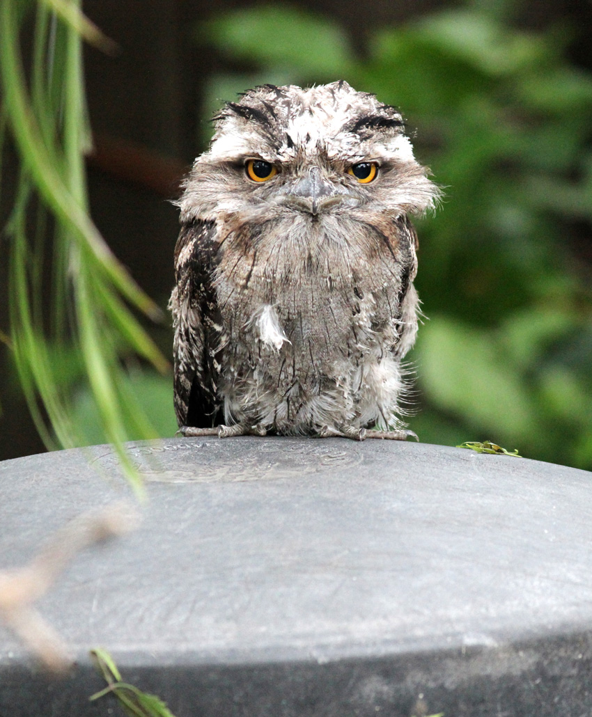 Unimpressed tawny frogmouth | The Medical Journal of Australia