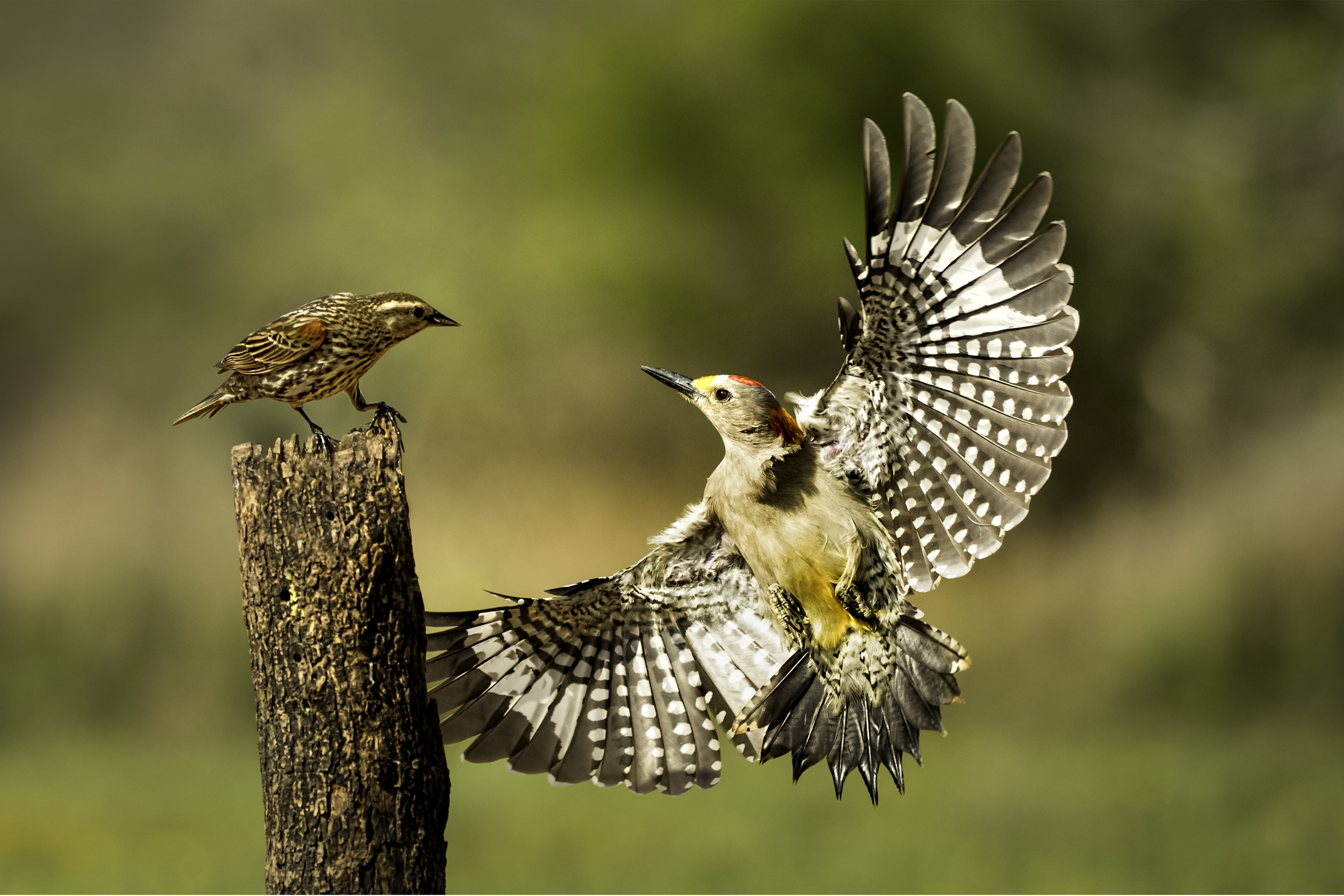 Woodpecker confrontation