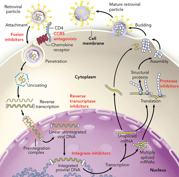 Click Here for potent antiviral therapy