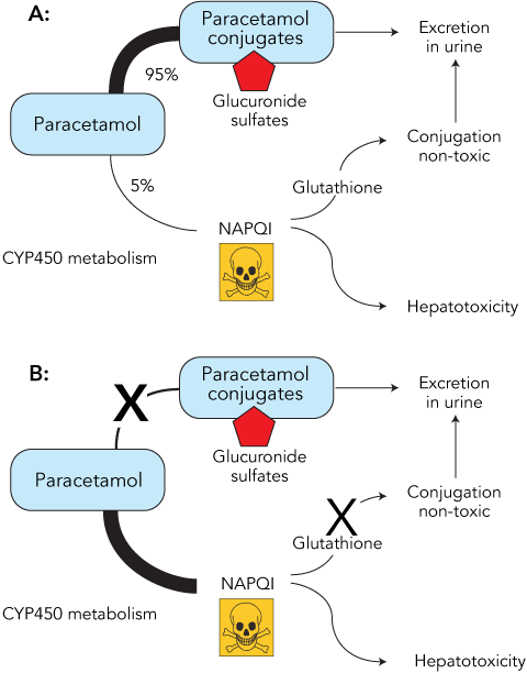 acetaminophen and alcohol metabolism