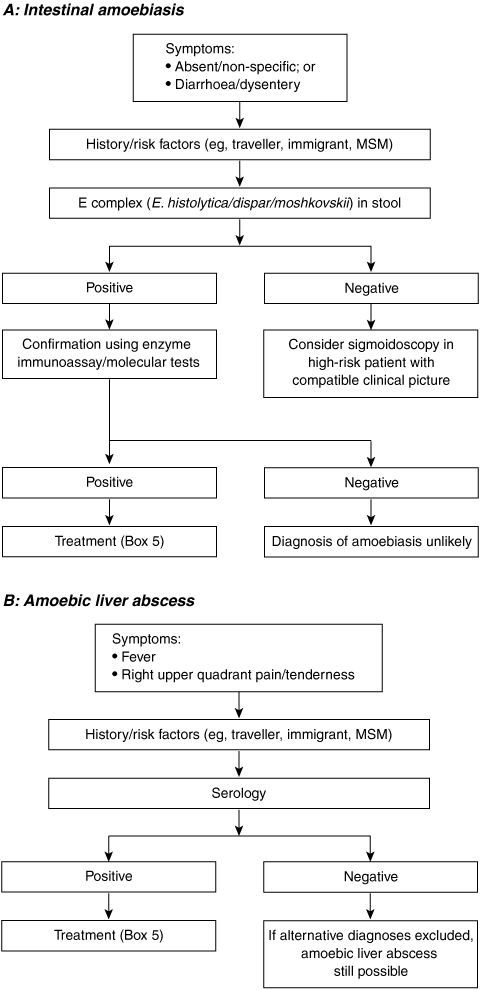 Amebiasis Life Cycle