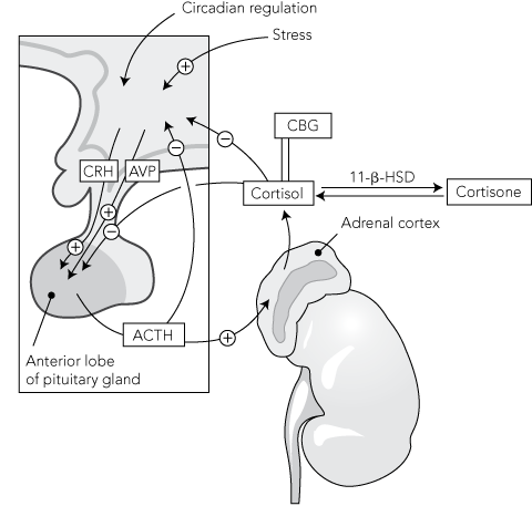 Indications stress dose steroids surgery