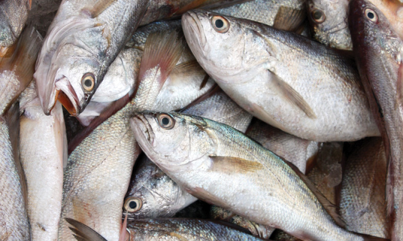 Australia’s dietary guidelines and the environmental impact of food ...