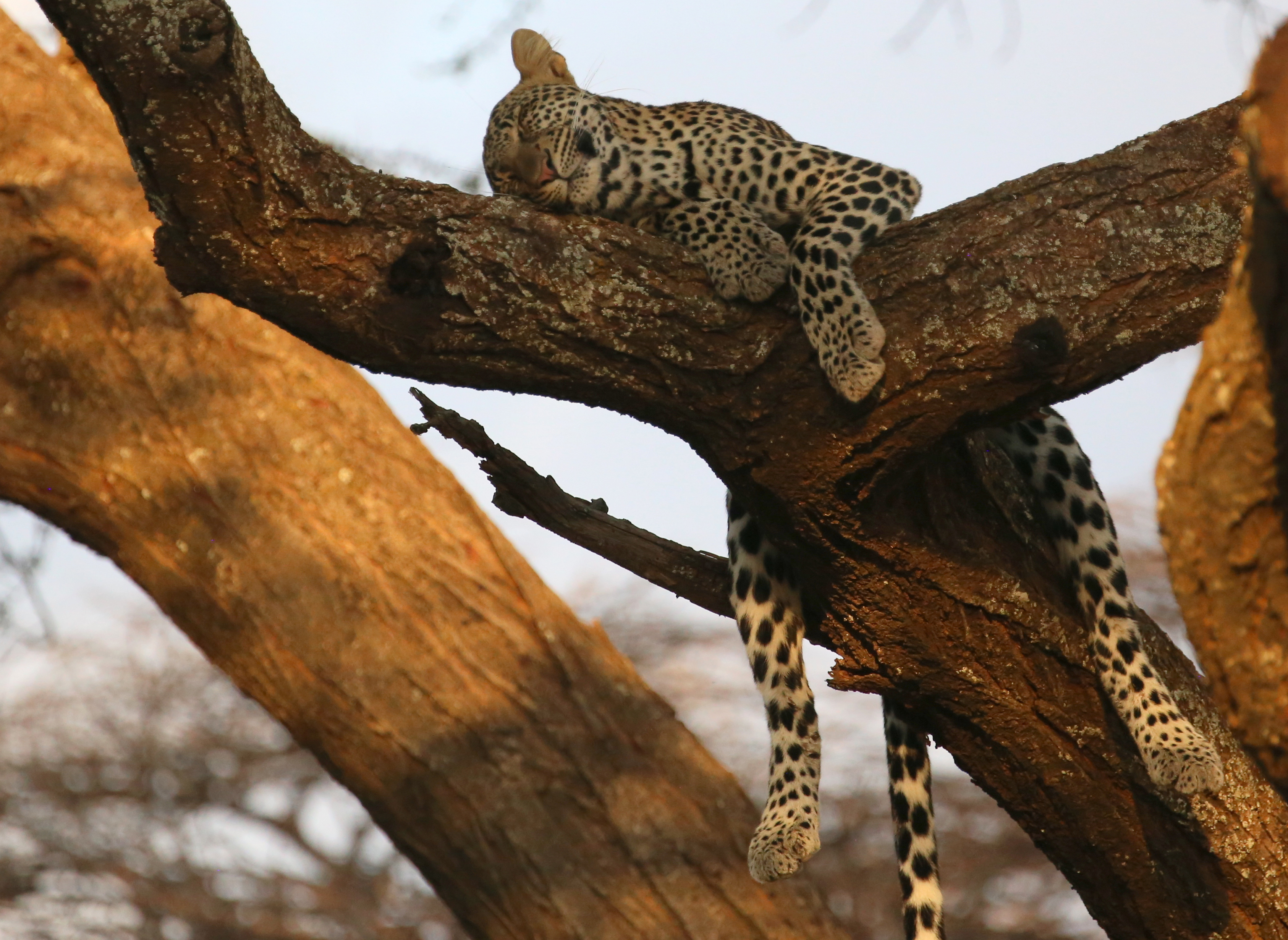 Leopard takes a nap