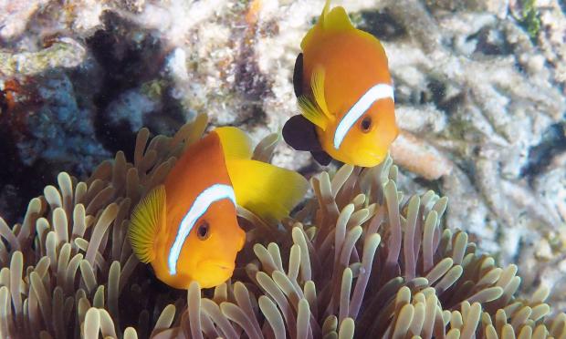 Dusky anemone fish