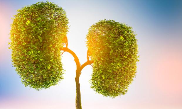 A tree shaped like kidneys: a trunk forking into two branches with balls of leaves.