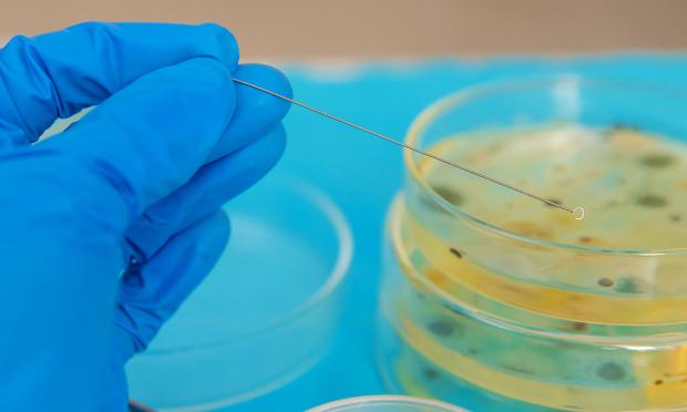 A gloved hand holding something over a filled petri dish.
