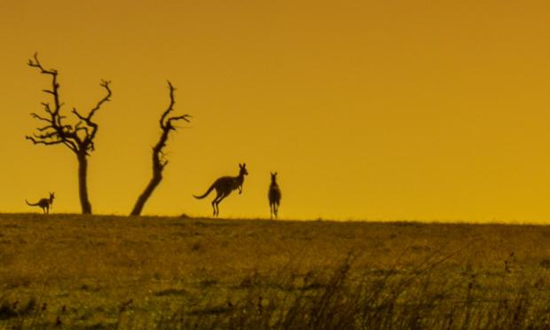 Kangaroos in outback