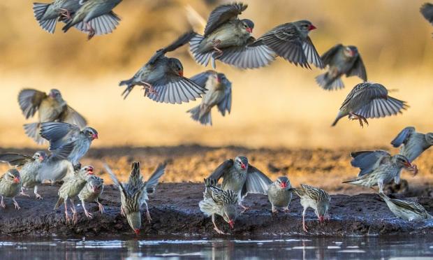 The splash and dash of a cloud of Red-Billed Quelea visiting a soak