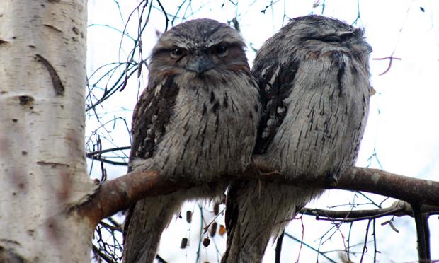 Tawny frogmouth visitors to our garden