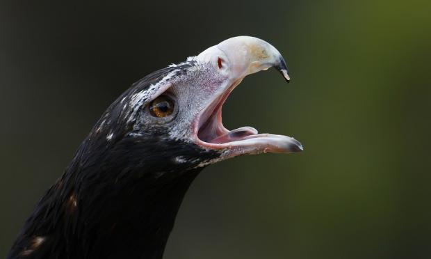 Battle cry: wedge-tailed eagle warns off another bird as it feeds on a rabbit kill