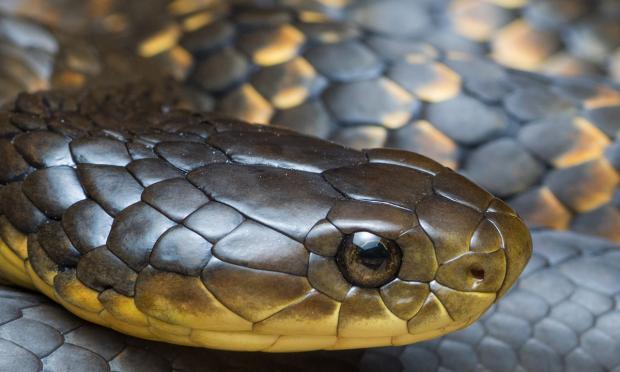 Is D‐dimer the new test for venom‐induced consumption coagulopathy after snakebite?