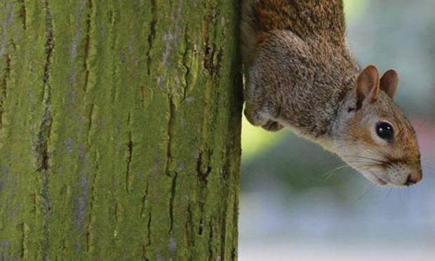 Cheeky Squirrel Disguising himself as a tree branch