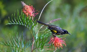 New Holland Honeyeater and Grevillea