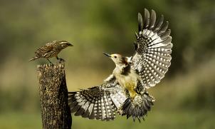 Woodpecker confrontation