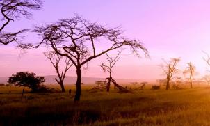 Serengeti sunsets
