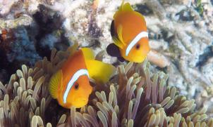 Dusky anemone fish