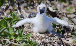 Frigate bird chick begging to be fed