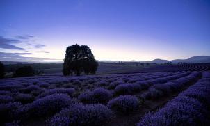Blue Hour Lavender
