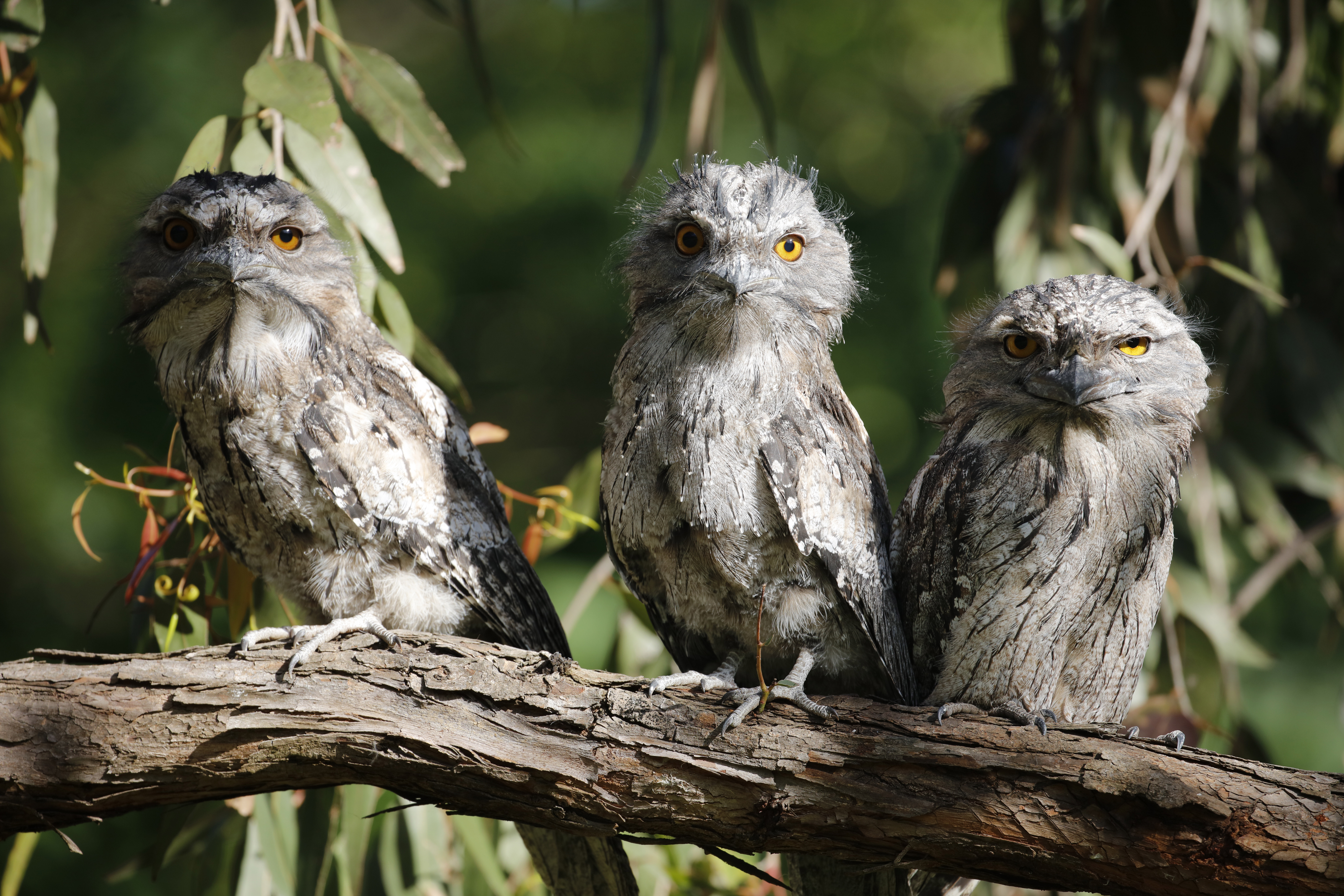 Tawny frogmouths