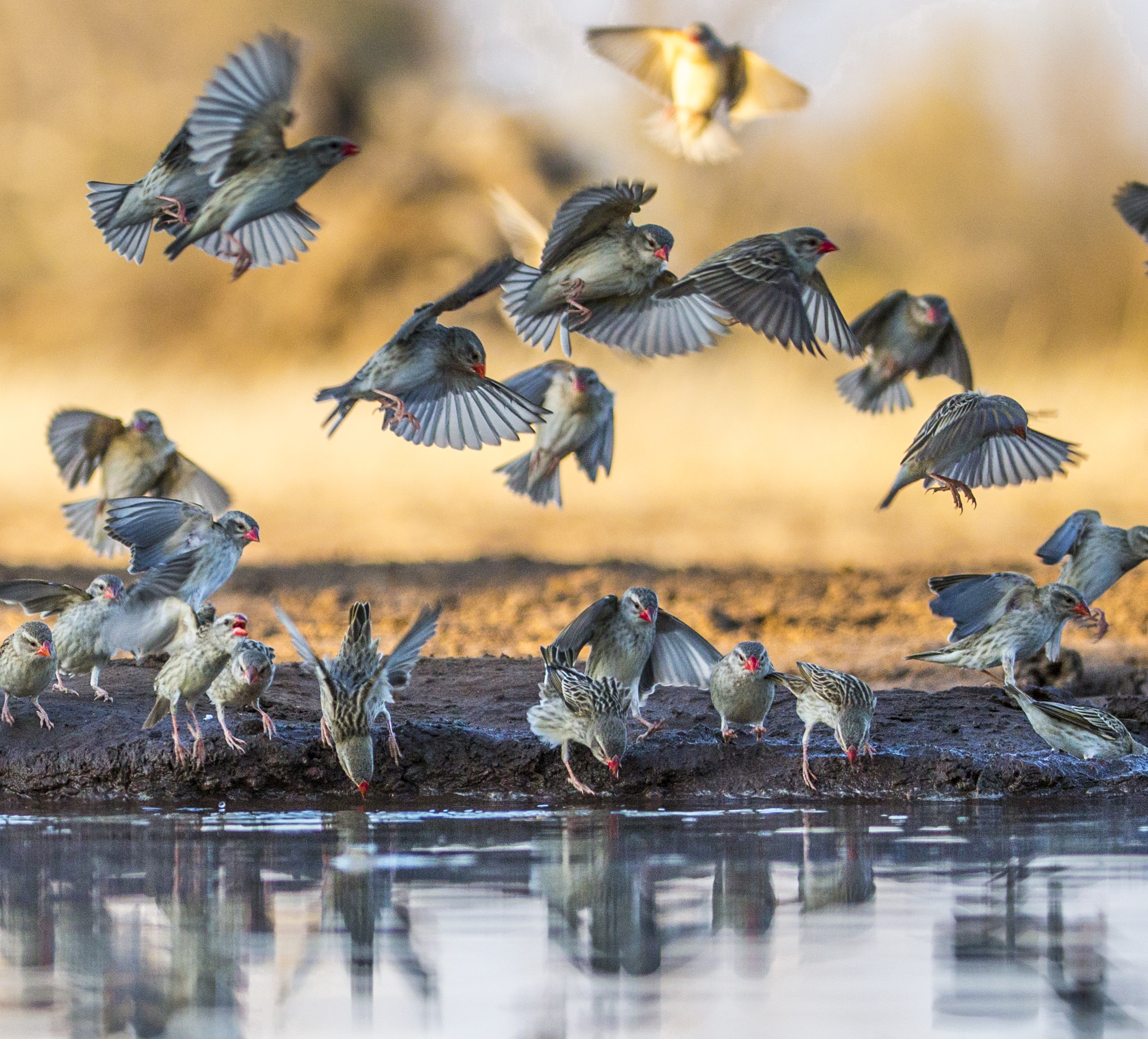 The splash and dash of a cloud of Red-Billed Quelea visiting a soak