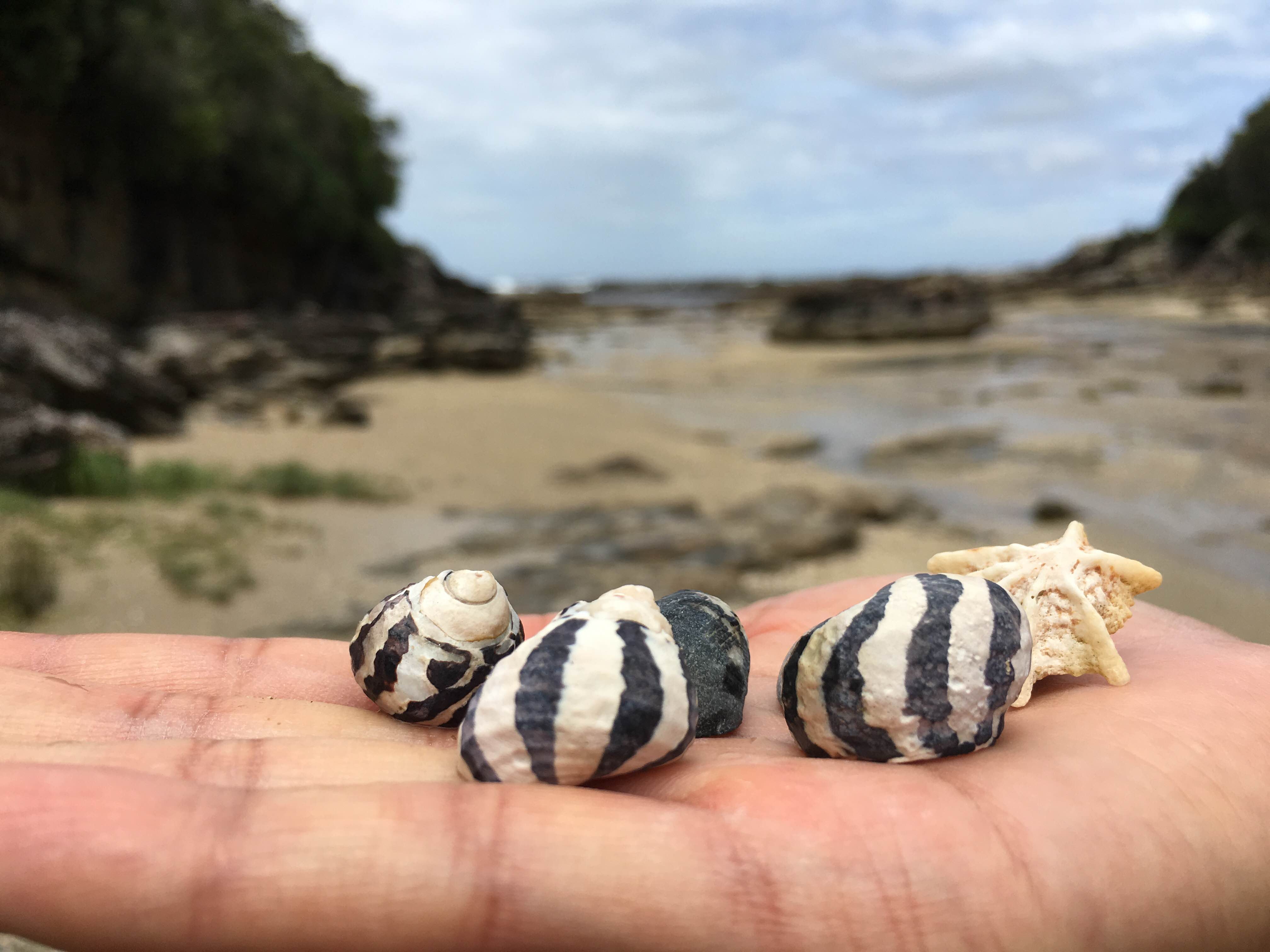 Sea shells at Jarvis Bay