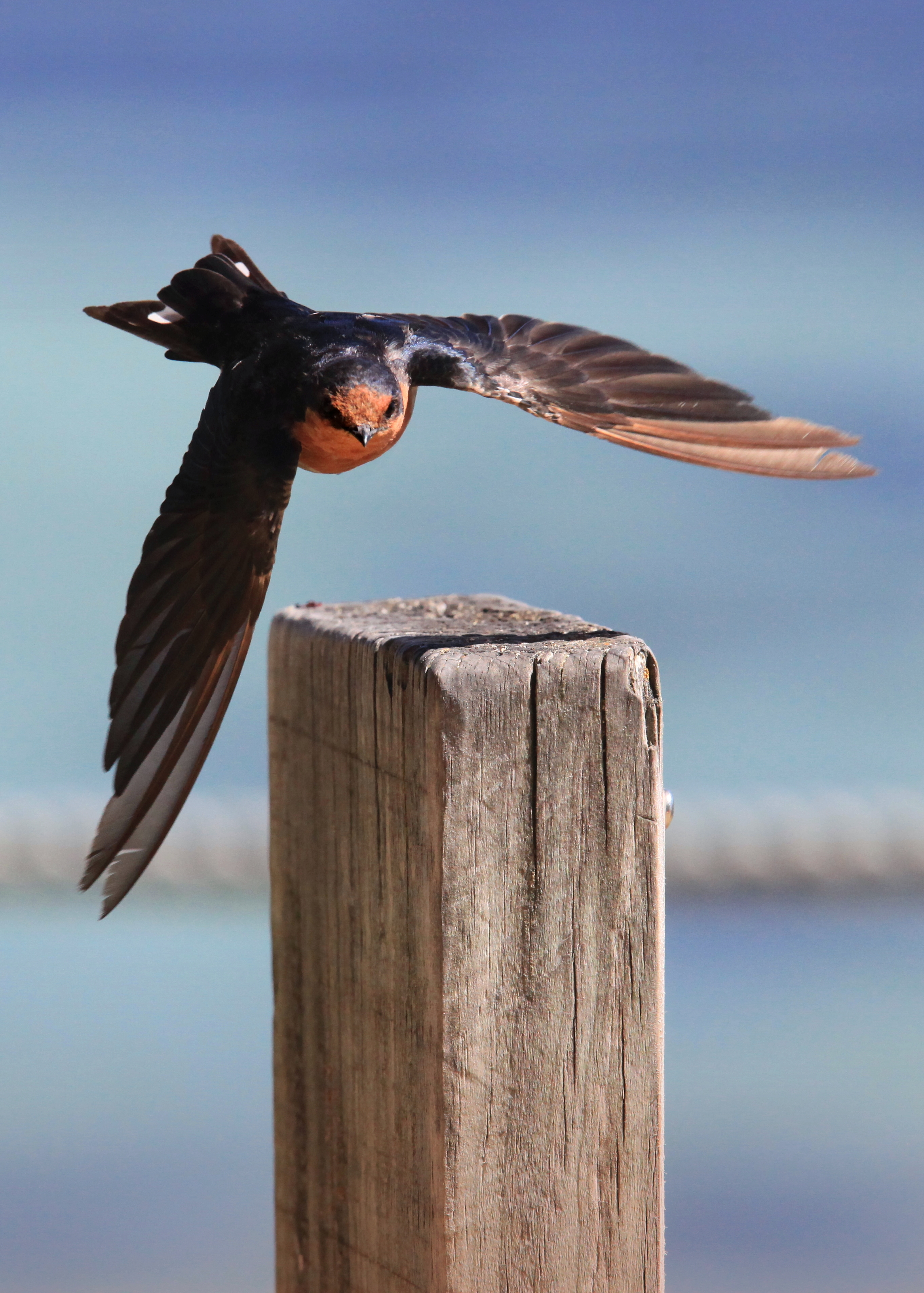 Flying swallow