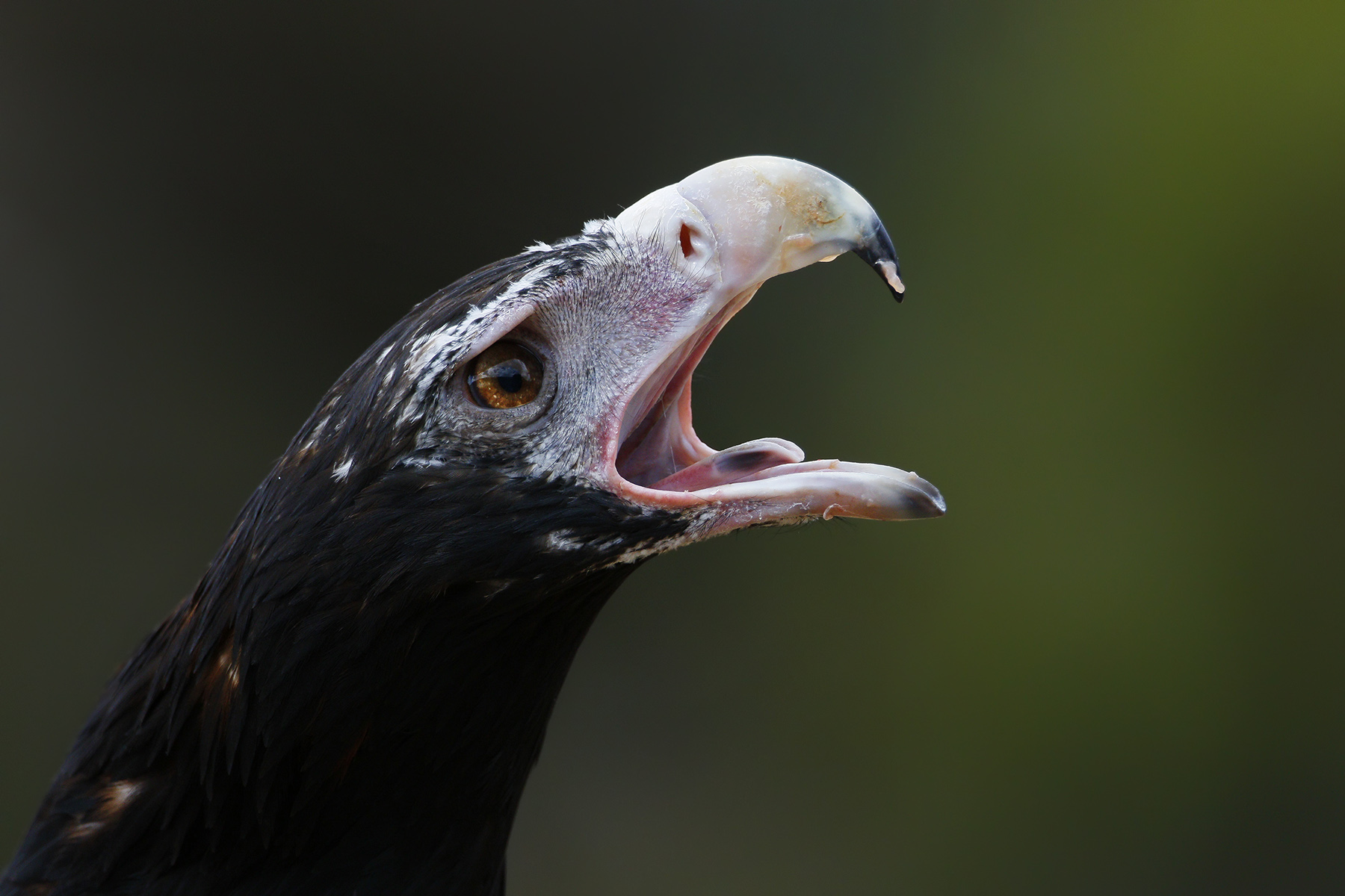 Battle cry: wedge-tailed eagle warns off another bird as it feeds on a rabbit kill